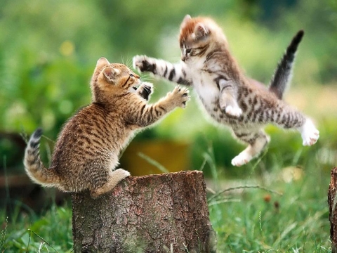 Katinukų šokis